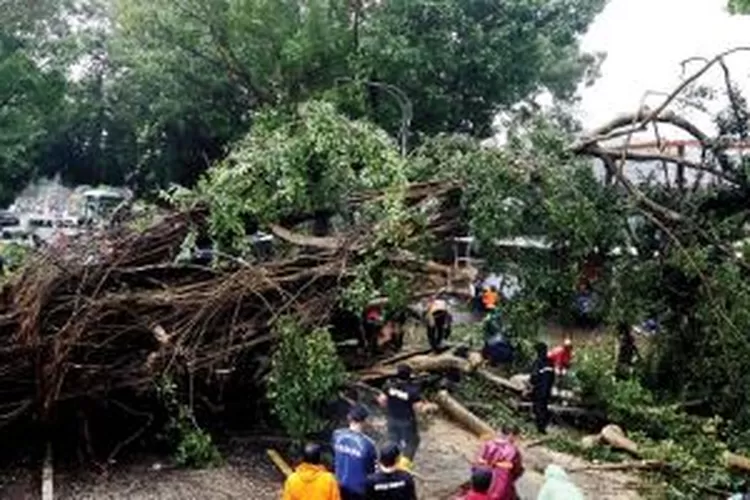 Pohon Beringin Roboh